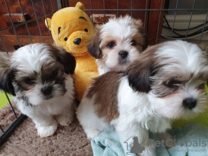 Photo №1. shih tzu - for sale in the city of Waterford | 317$ | Announcement № 71873