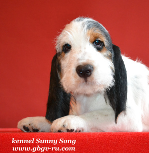 Additional photos: Griffon Greater Vendian Basset Puppies