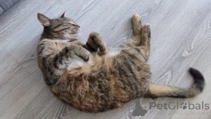 Photo №2 to announcement № 143397 for the sale of  - buy in Russian Federation private announcement