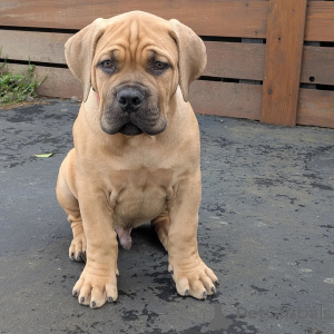 Photo №1. boerboel - for sale in the city of ALAVUS | 559$ | Announcement № 164565