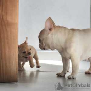 Photo №3. Adorable French Bulldog puppies. United States