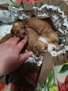 Photo №1. poodle (toy) - for sale in the city of Bryansk | 1$ | Announcement № 146443