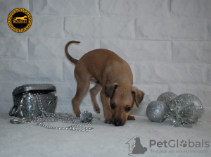Photo №1. italian greyhound - for sale in the city of Solec Kujawski | 2113$ | Announcement № 88043