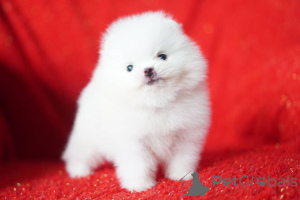 Additional photos: Pomeranian puppies