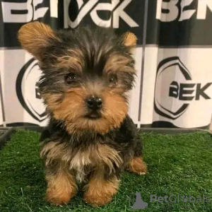 Photo №2 to announcement № 111383 for the sale of yorkshire terrier - buy in United States private announcement