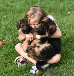 Photo №1. german shepherd - for sale in the city of Berlin | Is free | Announcement № 120780