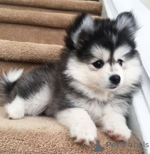 Photo №1. siberian husky - for sale in the city of Kuwait City | Is free | Announcement № 12349