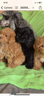 Photo №1. poodle (dwarf) - for sale in the city of Uster | negotiated | Announcement № 145000