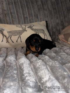 Photo №2 to announcement № 132953 for the sale of dachshund - buy in Germany private announcement