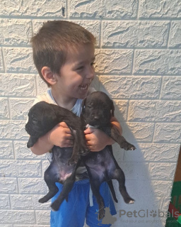 Additional photos: Cane Corso puppies