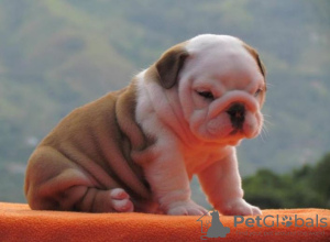 Photo №1. english bulldog - for sale in the city of Košice | 4$ | Announcement № 34203