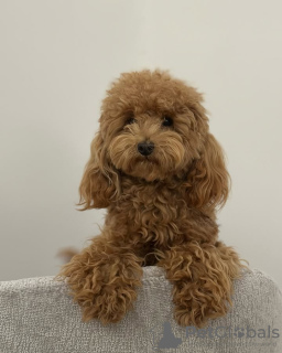 Photo №4. I will sell poodle (toy) in the city of Мадрид. breeder - price - 329$