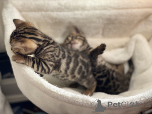 Additional photos: Urgently selling cute bengal kittens