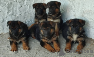 Photo №1. german shepherd - for sale in the city of Ruma | negotiated | Announcement № 107479