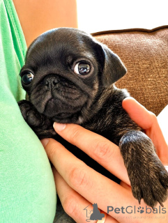 Photo №2 to announcement № 174876 for the sale of pug - buy in Germany private announcement