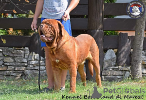 Additional photos: Dogue de Bordeaux