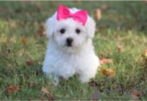 Photo №3. Adorable male and female Bichon frise puppies for sale. Finland