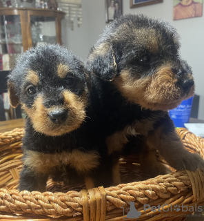 Photo №1. airedale terrier - for sale in the city of Berlin | Is free | Announcement № 126887