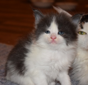 Additional photos: Maine Coon kittens from elite parents