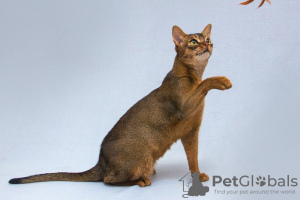 Photo №4. I will sell abyssinian cat in the city of Москва. private announcement - price - Is free