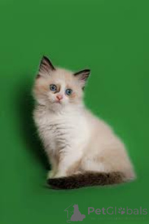 Photo №2 to announcement № 163795 for the sale of ragdoll - buy in Austria private announcement, breeder
