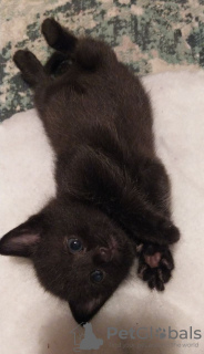 Additional photos: Russian Blue kitten