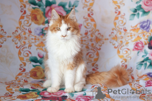 Photo №1. maine coon - for sale in the city of Ryazan | 333$ | Announcement № 7060
