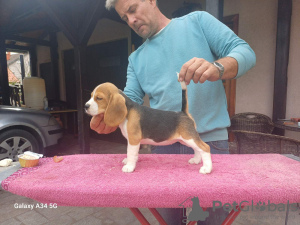 Photo №1. beagle - for sale in the city of Lajkovac | negotiated | Announcement № 121724