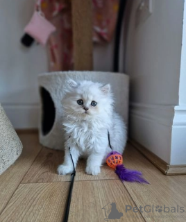 Photo №1. persian cat - for sale in the city of Warchały | 264$ | Announcement № 68994