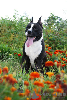 Additional photos: Male Am.Staff.Terrier, kennel-KSU-FCI