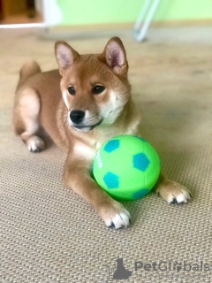 Photo №2 to announcement № 44577 for the sale of shiba inu - buy in Russian Federation private announcement, from nursery, breeder