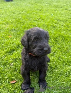 Photo №1. giant schnauzer - for sale in the city of Strasbourg | 500$ | Announcement № 171868