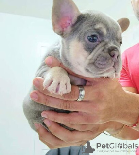 Photo №2 to announcement № 133170 for the sale of french bulldog - buy in Belgium private announcement
