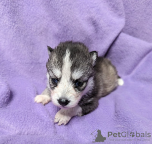 Photo №1. siberian husky - for sale in the city of Beverly Hills | 500$ | Announcement № 77417