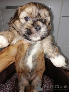 Photo №3. Shork puppies looking for a new home.. Latvia