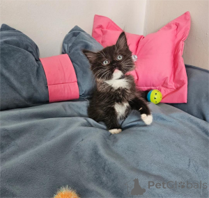 Photo №1. ragdoll - for sale in the city of Böbingen | 361$ | Announcement № 154439