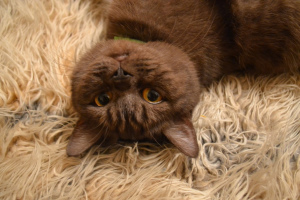 Additional photos: Chocolate smoky cat