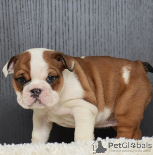 Photo №1. english bulldog - for sale in the city of Amerongen | 317$ | Announcement № 44019