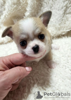 Photo №4. I will sell chihuahua in the city of Zrenjanin. breeder - price - negotiated