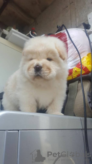 Photo №2 to announcement № 70347 for the sale of chow chow - buy in United Kingdom private announcement