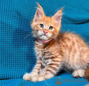 Photo №2 to announcement № 116332 for the sale of maine coon - buy in Switzerland private announcement