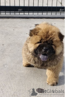 Photo №2 to announcement № 108974 for the sale of chow chow - buy in Serbia 