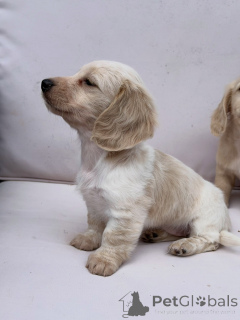 Photo №2 to announcement № 174844 for the sale of dachshund - buy in Germany breeder