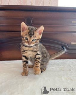 Photo №1. bengal cat - for sale in the city of Öhringen | 329$ | Announcement № 149185