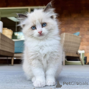 Photo №1. ragdoll - for sale in the city of Beresje | Is free | Announcement № 162628