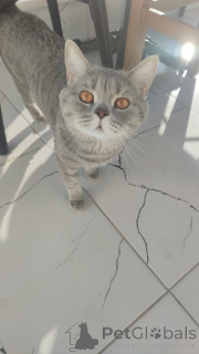 Photo №1. british shorthair - for sale in the city of Alanya | 200$ | Announcement № 159042
