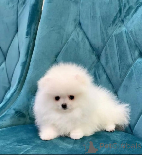 Photo №1. pomeranian - for sale in the city of Helsinki | 376$ | Announcement № 135207