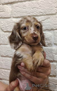 Photo №2 to announcement № 26789 for the sale of dachshund - buy in Belarus 