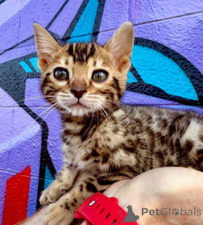 Photo №3. Skäm bort denna söta 9 veckor gamla bengalungehona genom att adoptera henne!. Germany