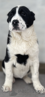 Photo №3. Alabai Central Asia Shepherd Dog Nurdzhakhan kennel. Ukraine